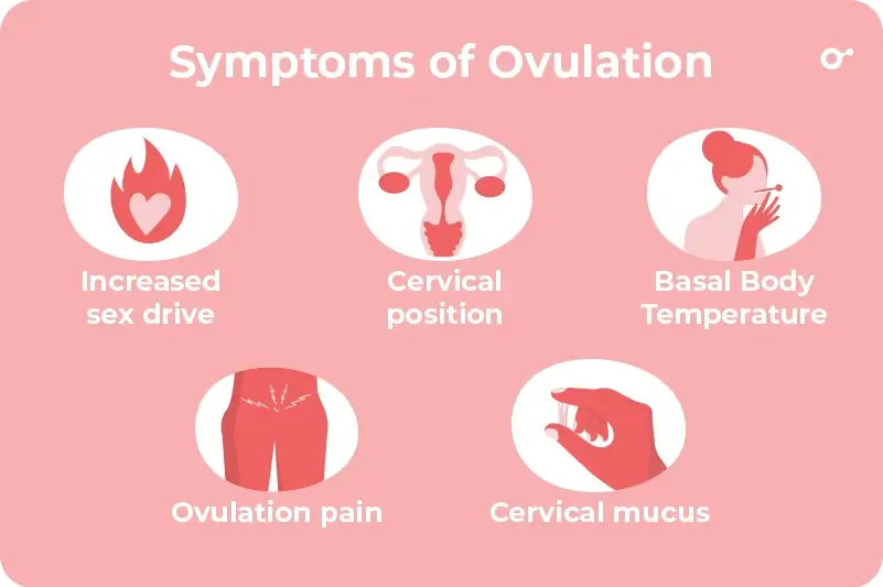 Symptoms of Ovulation Bleeding
